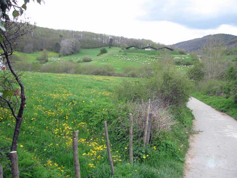 Sheep Farm