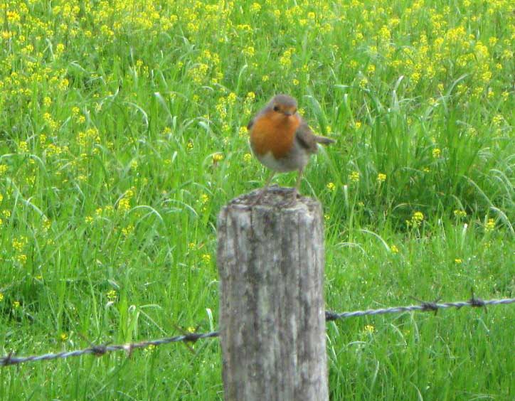 European Robin