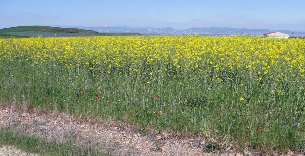 Vibrant Yellow Rape Fields