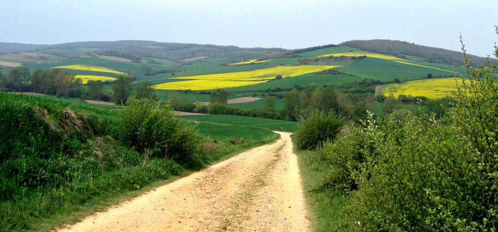 Fields of Rape and Wheat