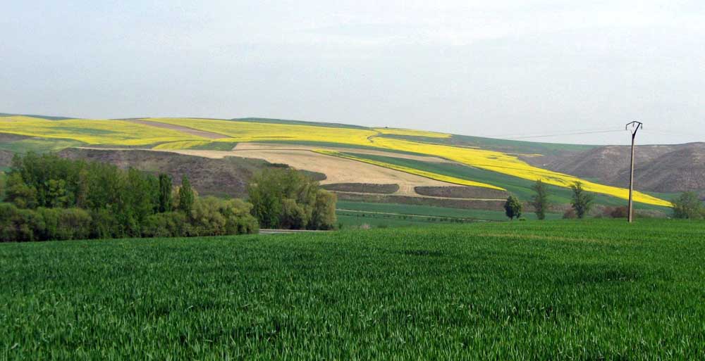 Wheat and Rape