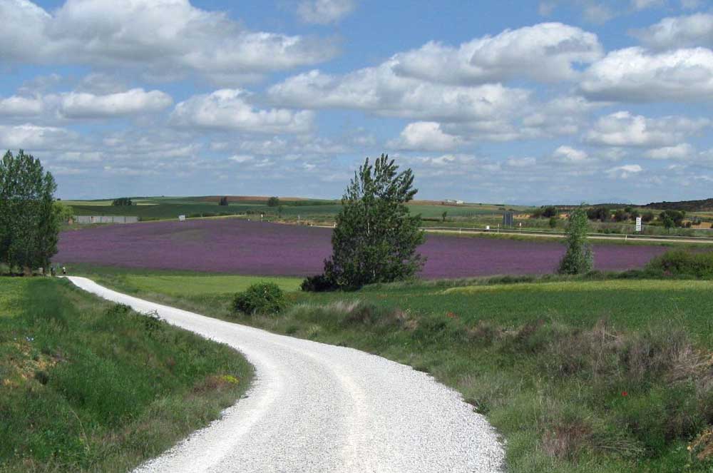 Lavender