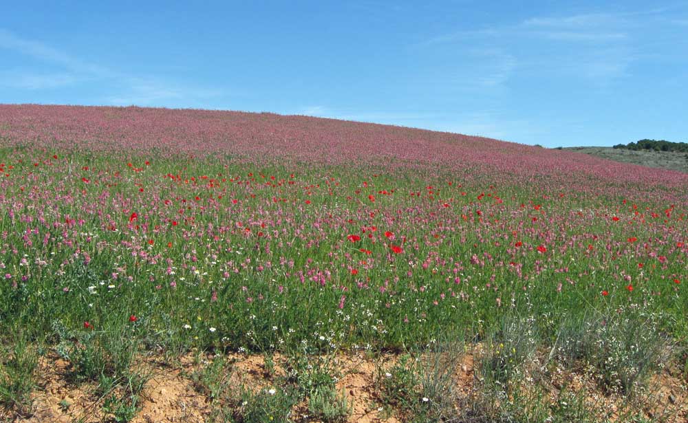 Wildflowers