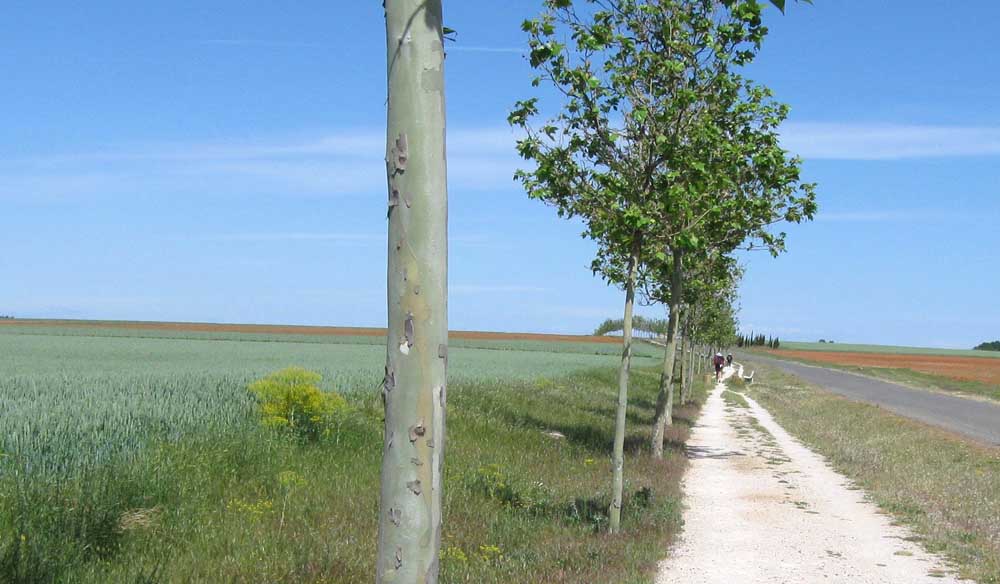 Sycamore