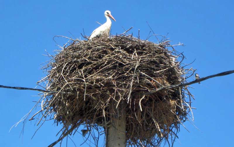 Stork