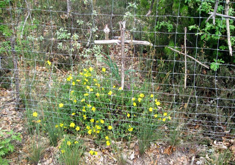 Cross for Susan