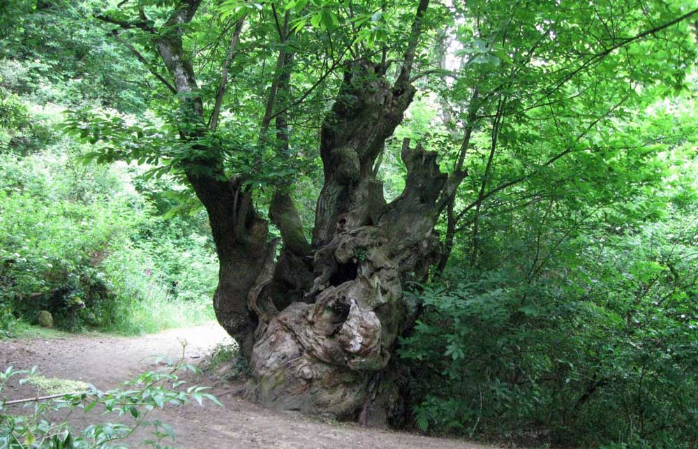 Chestnut Tree